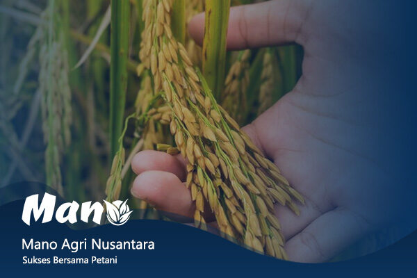 artikel mano agri nusantara (3) rev